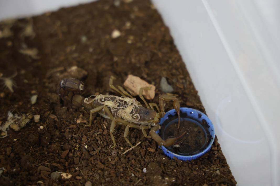 100 gramlık akrep zehri inşaat ustasına 59 milyonluk servet getirdi 6